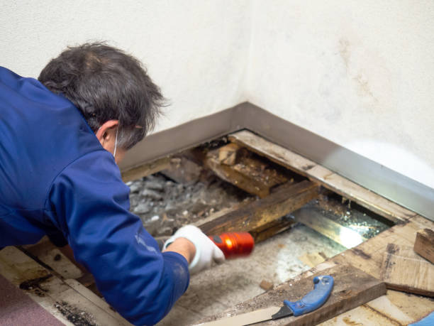 Best Crawl Space Mold Removal  in Clarkdale, AZ