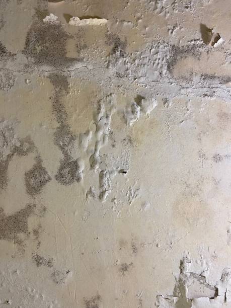 Best Mold Testing and Removal  in Clarkdale, AZ